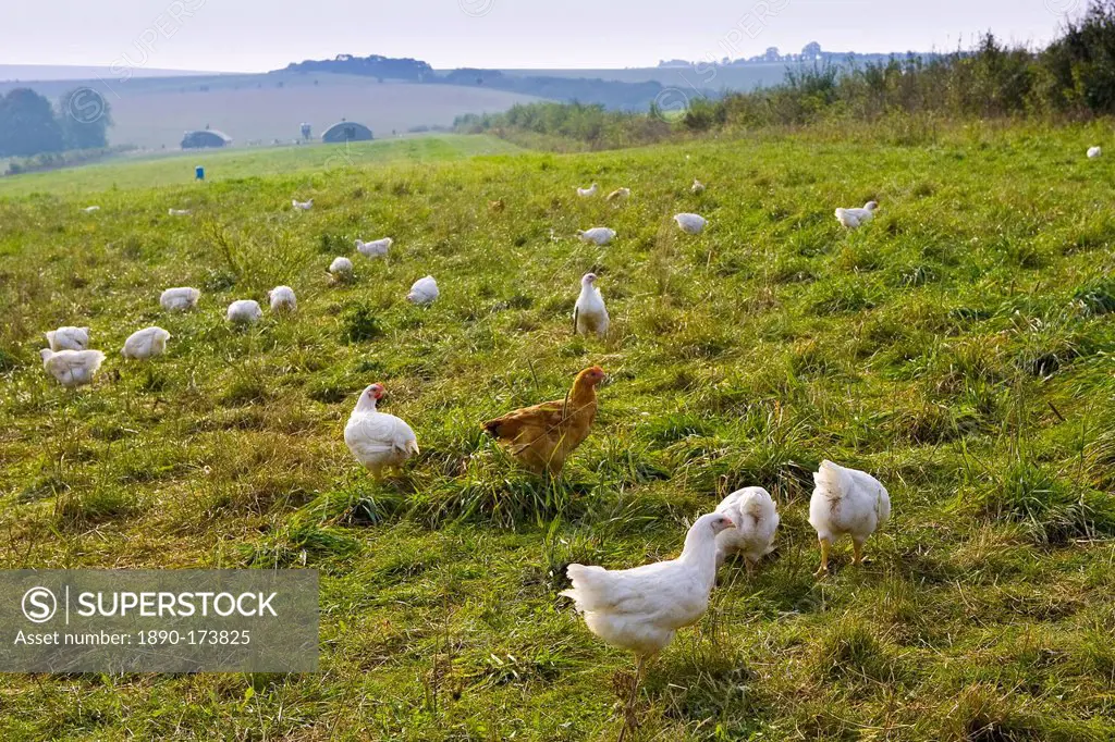 Free-range chickens of breed Isa 257 roam freely at Sheepdrove Organic Farm , Lambourn, England