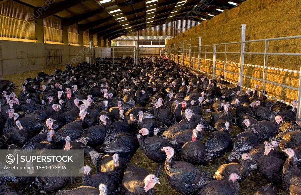 Free-range Norfolk bronze turkeys return to their barn after roaming at Sheepdrove Organic Farm , Lambourn, England