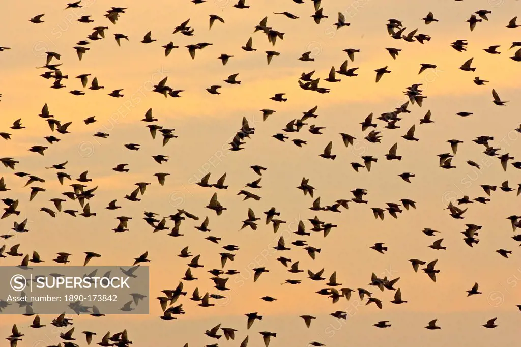 Migratory Starlings at Thames Estuary. It is feared that Avian Flu (Bird Flu) could be brought to Britain from Europe by migrating birds.