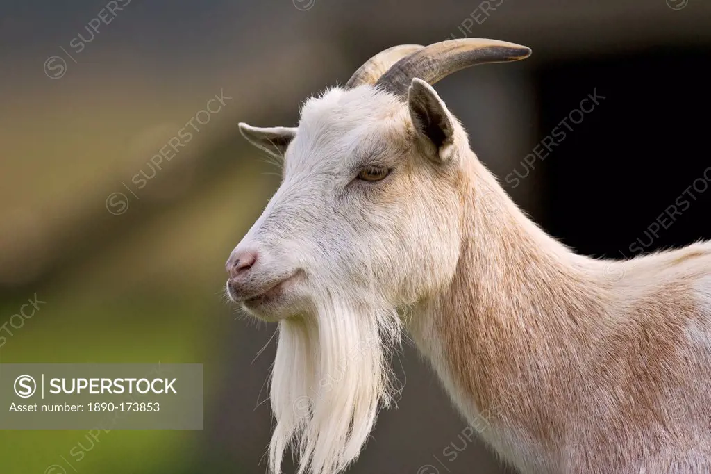 Free-range goat, Cotswolds, United Kingdom.
