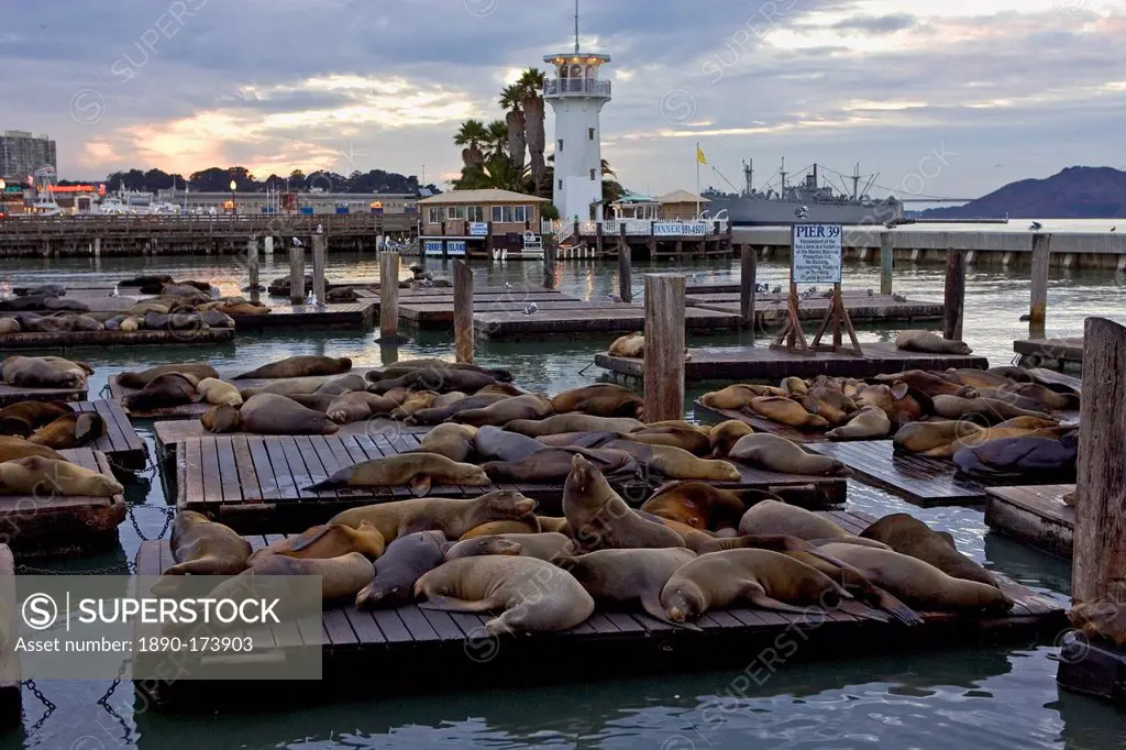 California Sea-Lions rest on floating rafts at Pier 39, San Francisco, United States of America