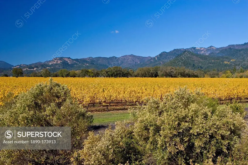Autumnal vineyard in the Napa Valley, California, United States of America