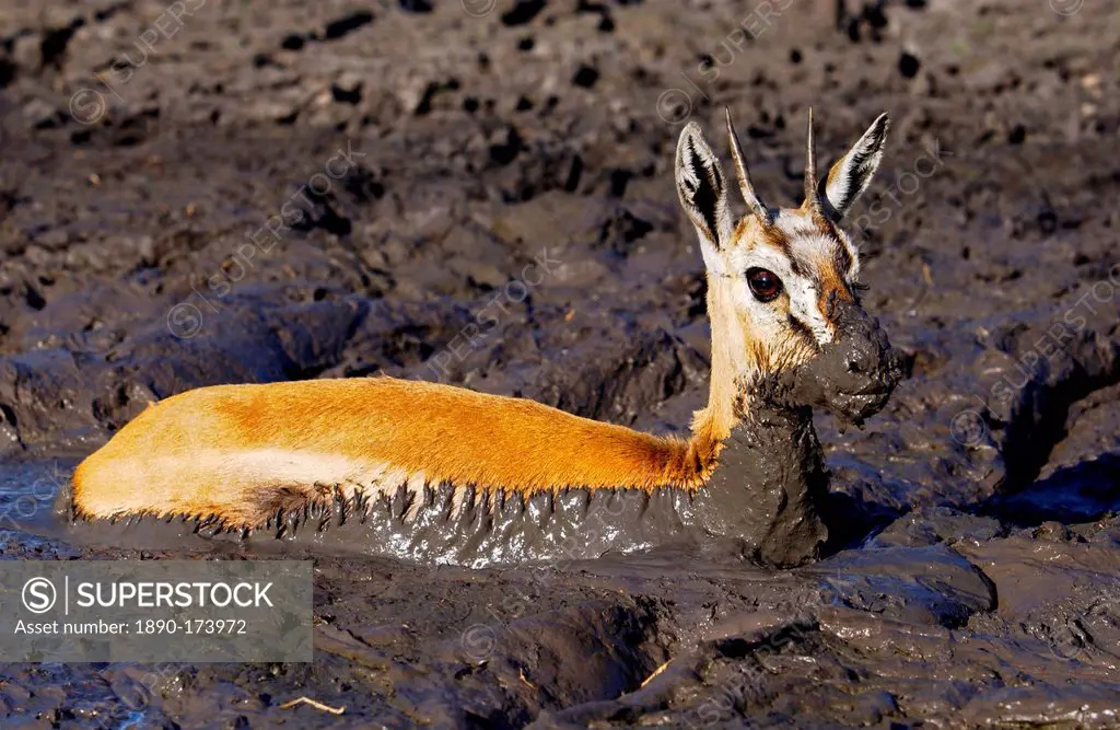 Young Thomsons Gazelle stuck in the mud of a drying river bed, Grumeti,Tanzania