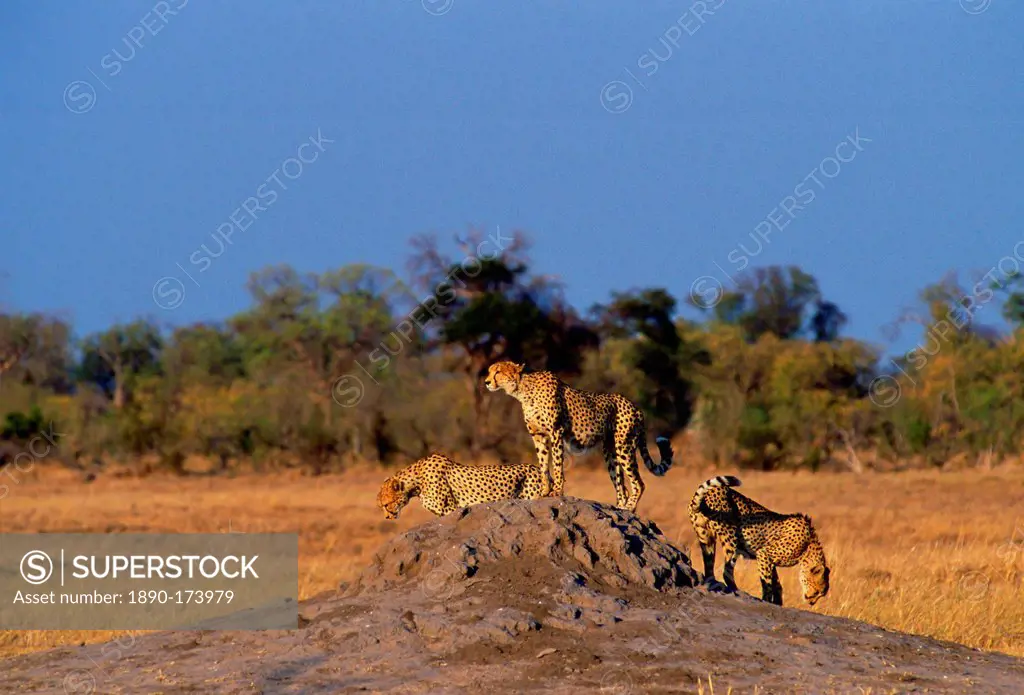 A packof three cheetahs using an old termite mound to watch for approaching prey in Moremi National Park, Botswana