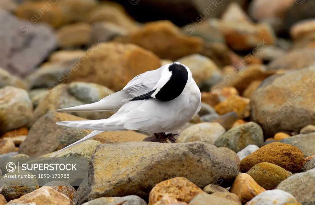 White-fronted terns (Sterna Striata) in North Island, New Zealand