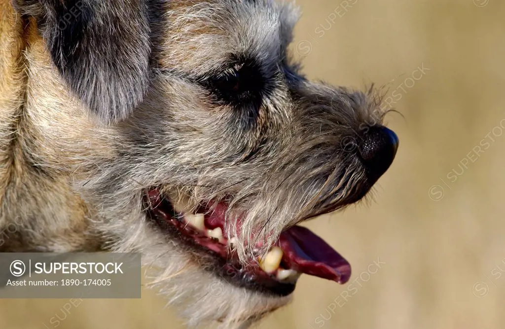 Jess, border terrier dog, a British breed from the borders between England and Scotland