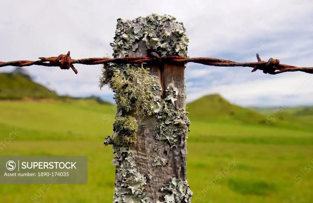 Barbed wire on post covered with moss and lichens, North Island, New Zealand