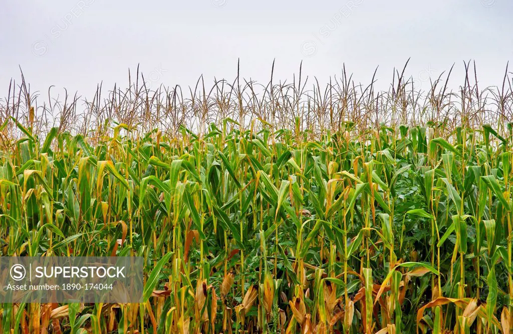 A field of maize plants in France