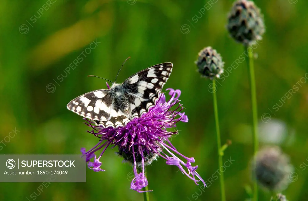 Marbled White Butterfly on Knapweed in Oxfordshire, England