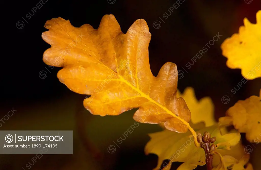 Oak leaves in autumn in Oxfordshire, England