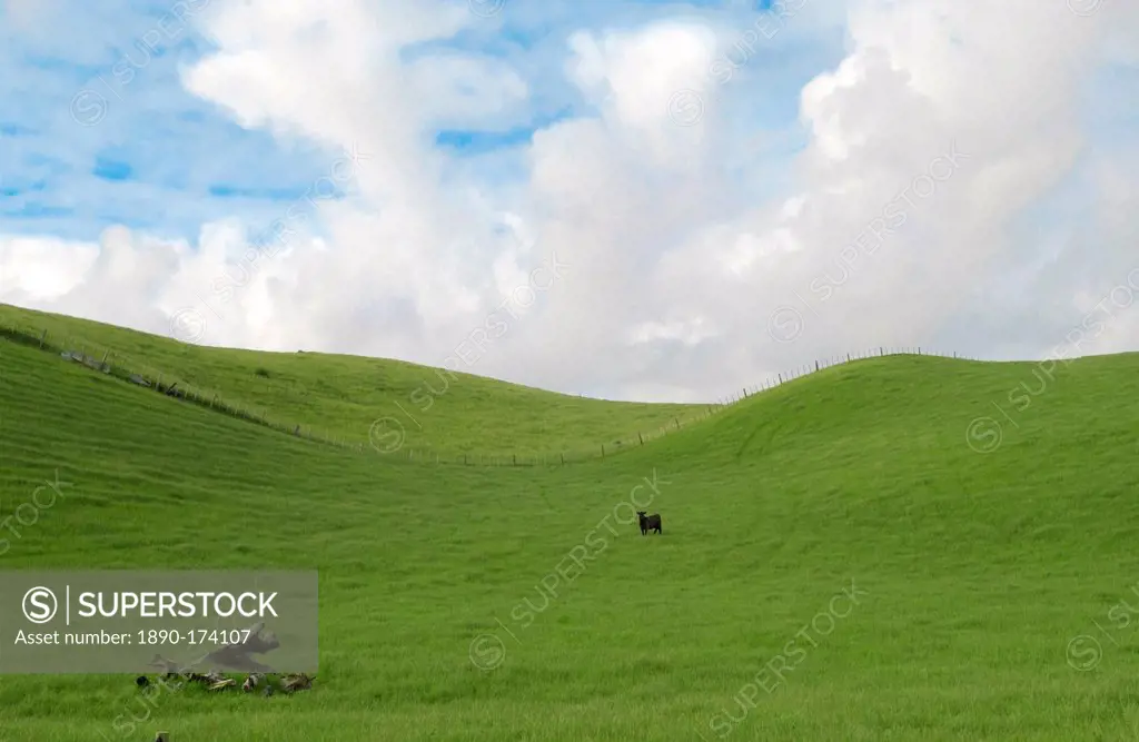 Bull in a meadow near Waiuku on North Island in New Zealand