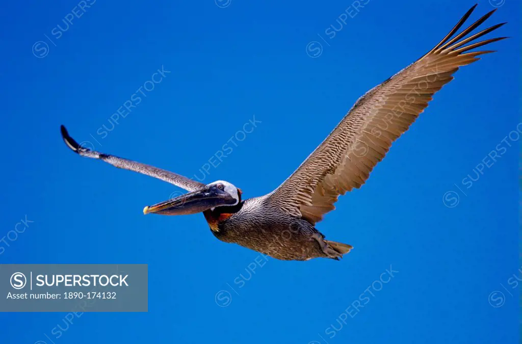 Brown Pelican bird in flight in clear blue sky, Galapagos Islands, Ecuador
