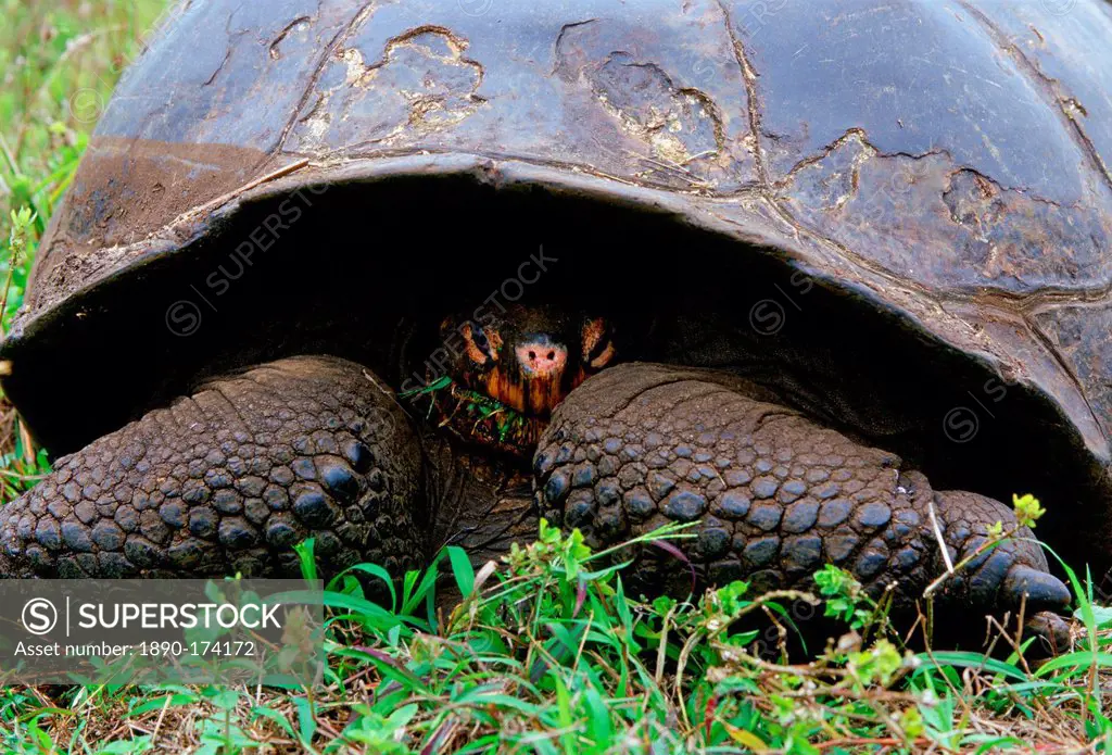 Giant tortoise feeding on leaves on the Galapagos Islands