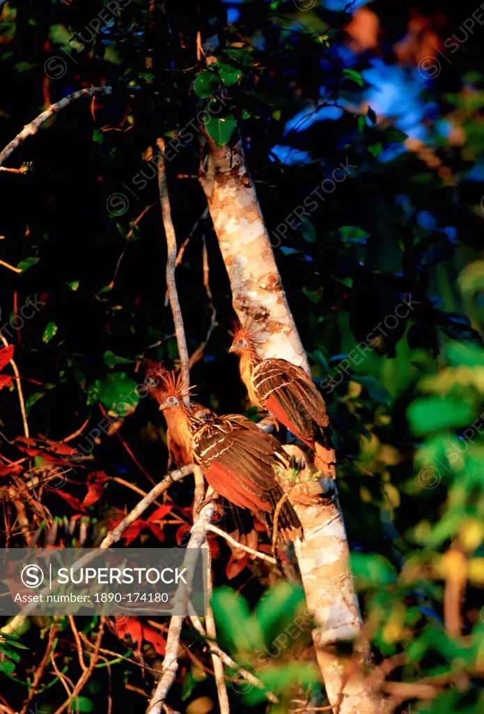 Hoatzin birds at Lake Sandova, Peruvian Rainforest, South America
