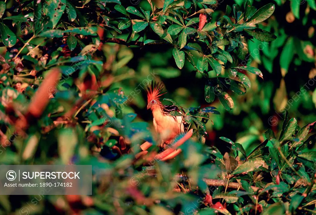 Hoatzin birds at Lake Sandova, Peruvian Rainforest, South America