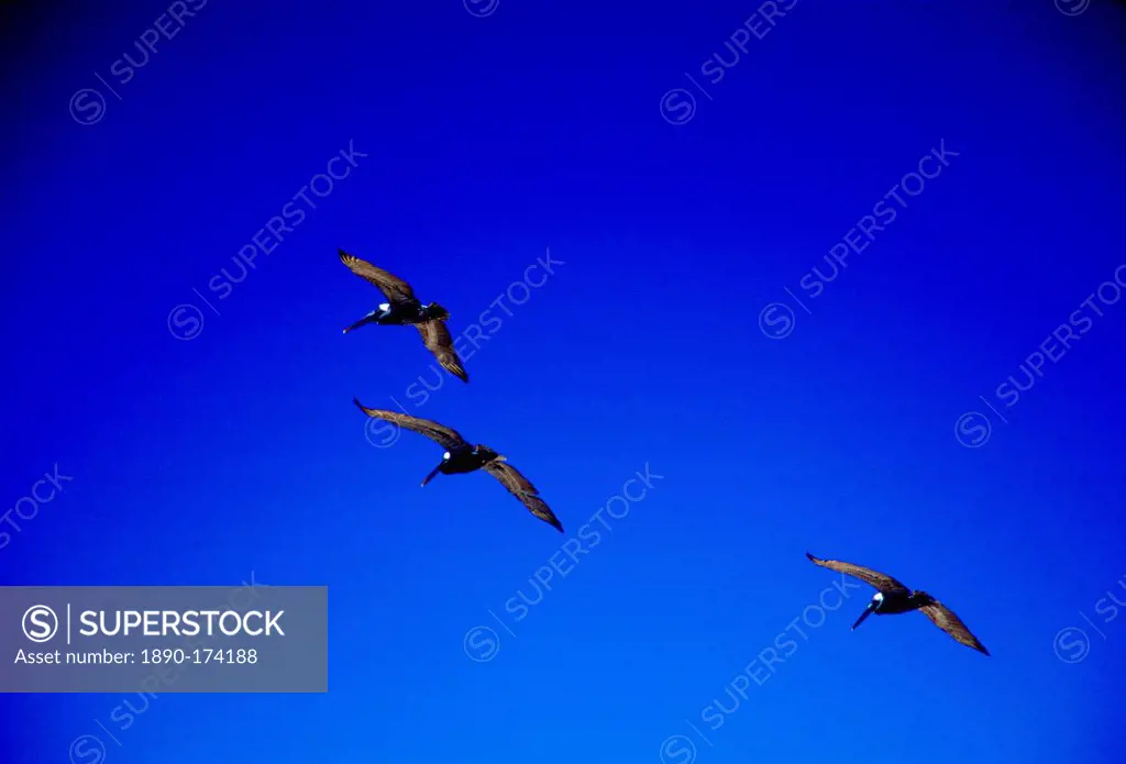 Three Brown Pelican birds in flight in deep blue sky, Galapagos Islands, Ecuador