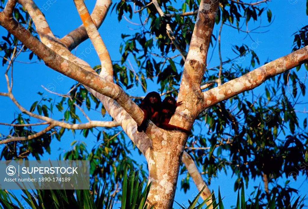 Red Howler monkeys in the fork of a tree at Lake Sandoval, Peruvian Rainforest, South America
