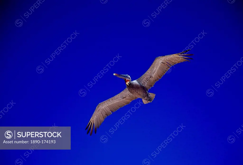 Brown Pelican bird in flight in clear blue sky, Galapagos Islands, Ecuador