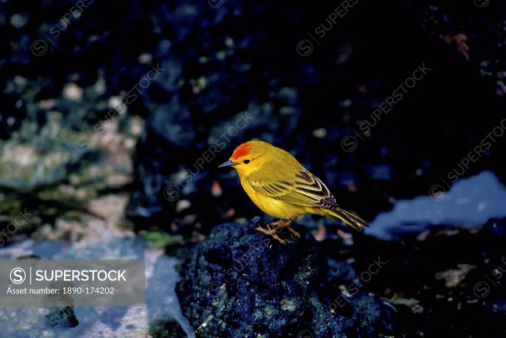 Yellow Warbler bird, Santa Cruz, the Galapagos Islands, Ecuador