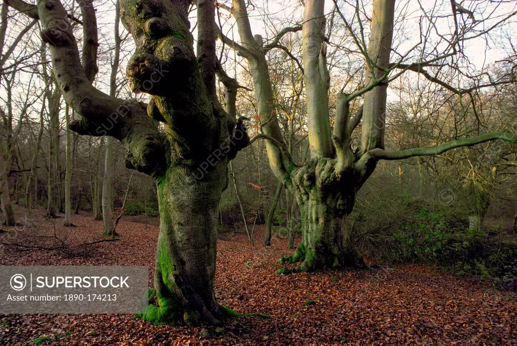 Knarled beech trees with bare branches surrounded by autumn leaves in Burnham Beeches forest in Buckinghamshire, England
