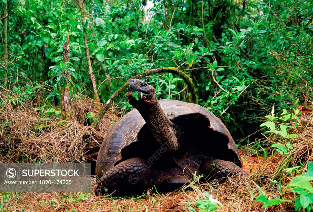 Giant tortoise feeding on leaves on the Galapagos Islands
