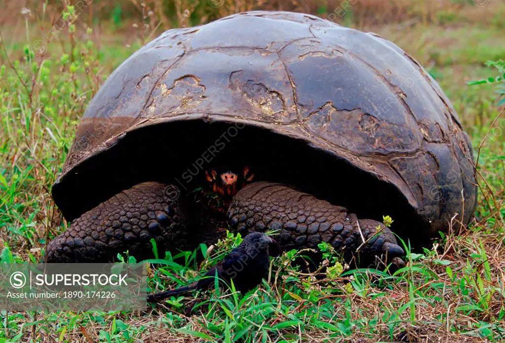 A giant tortoise feeding on leaves and a bird on the Galapagos Islands
