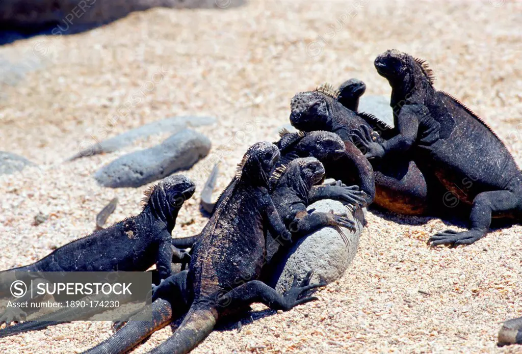 Marine iguanas on the beach, Galapagos Islands, Ecuador