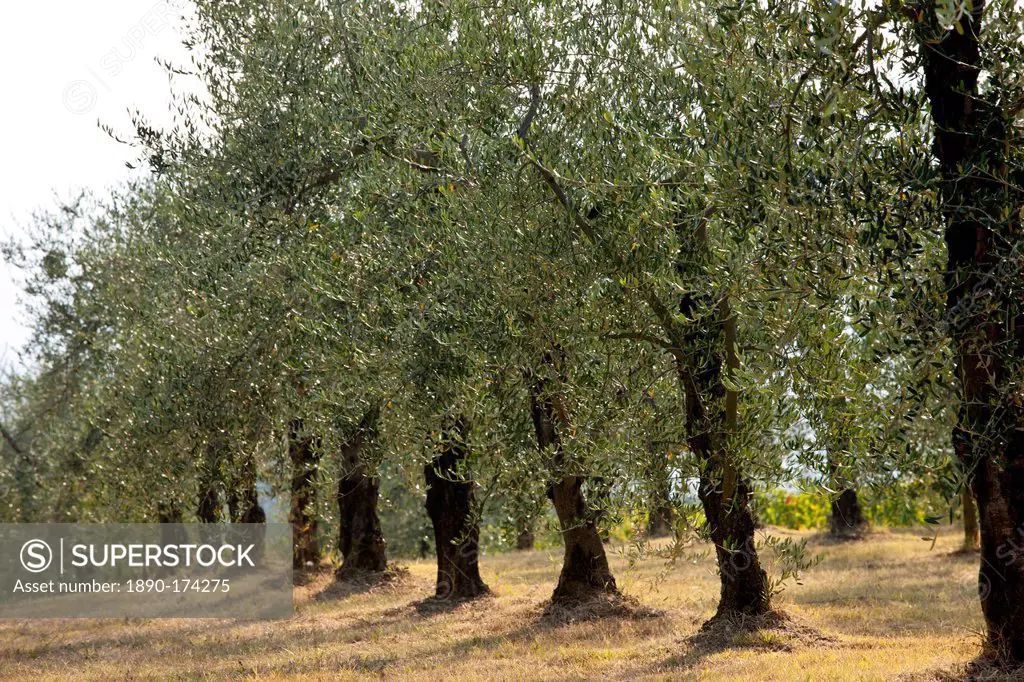 Olive grove of traditional olive trees in Val D'Orcia, Tuscany, Italy