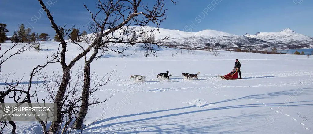 Alaskan Huskies dog-sledding at Villmarkssenter wilderness centre on Kvaloya Island, Tromso in Arctic Circle Northern Norway