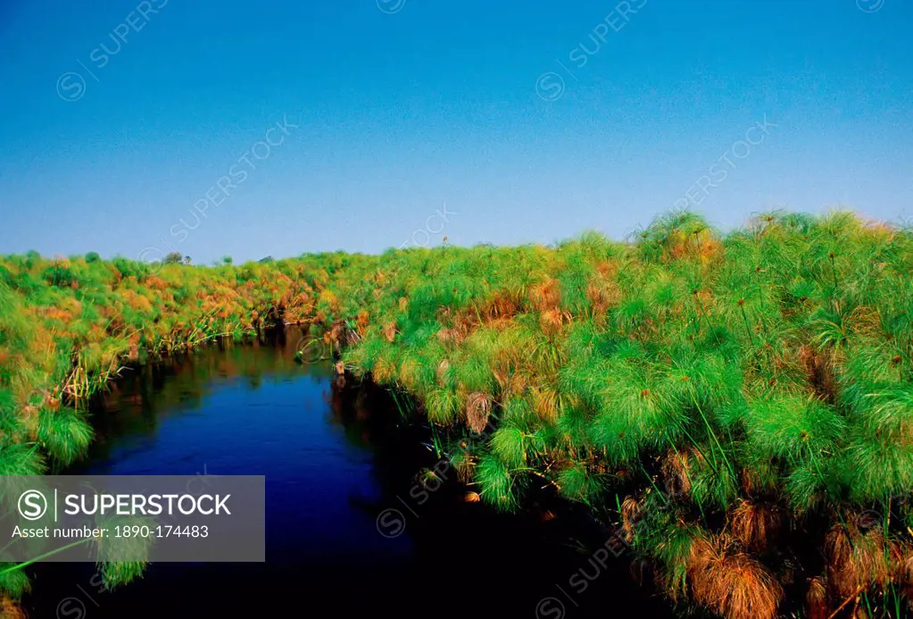 Papyrus growing in the Okavango Delta inBotswana, Africa