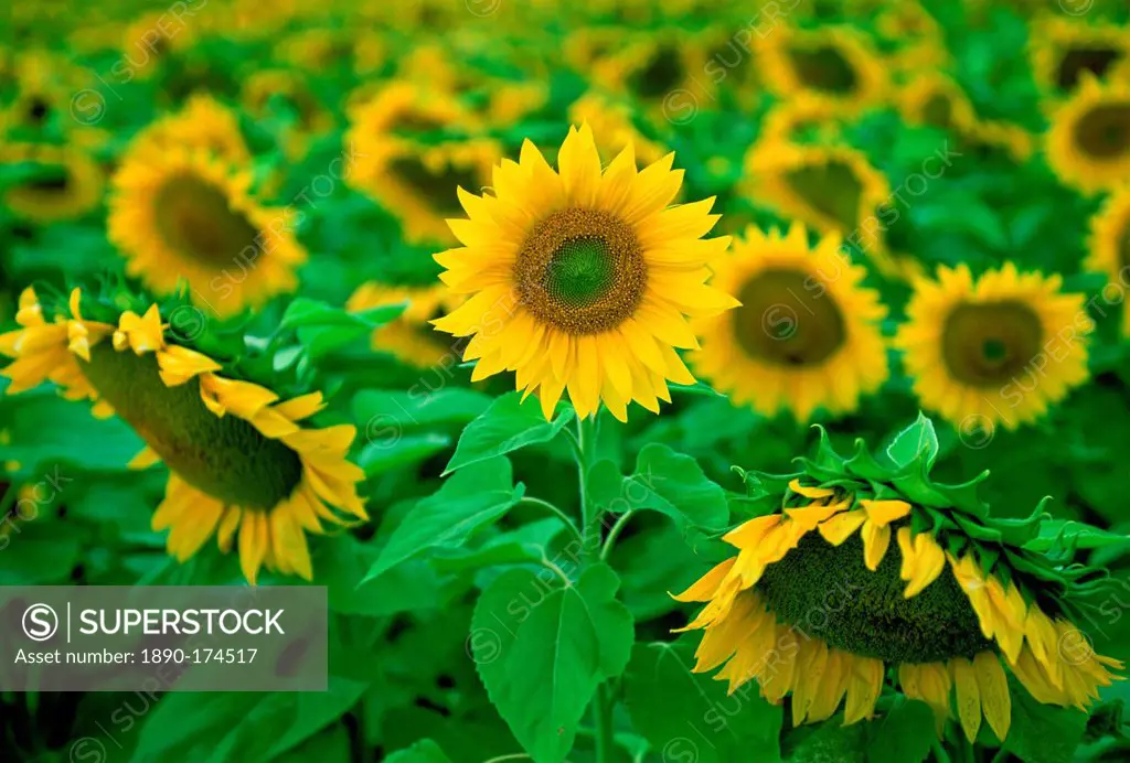 Sunflower plants in the Loire Valley in France