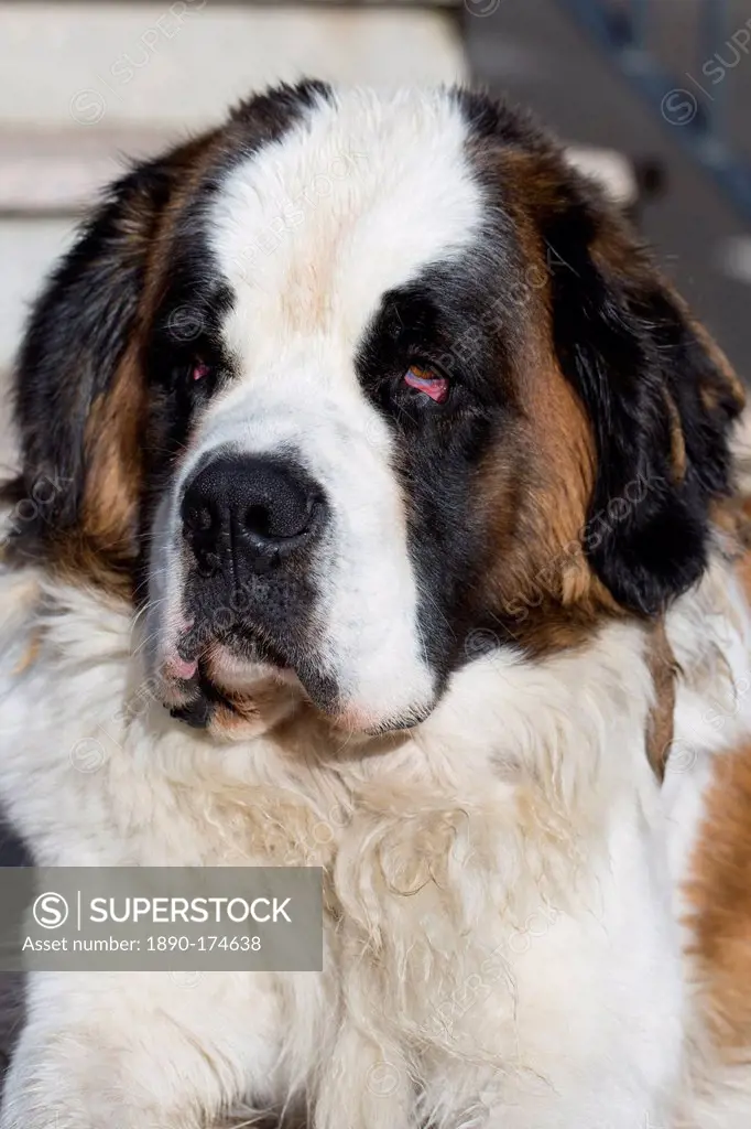 St Bernard rescue dog in the Spanish Pyrenees mountain, Northern Spain