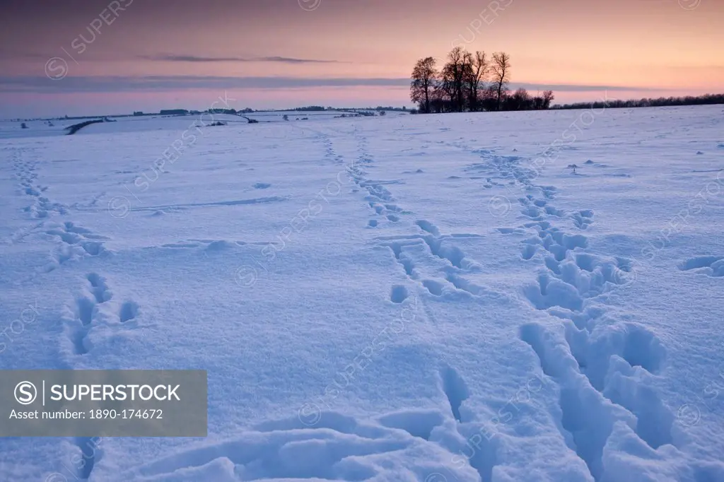 Animal tracks across the field in traditional snow scene in The Cotswolds, Swinbrook, Oxfordshire, United Kingdom