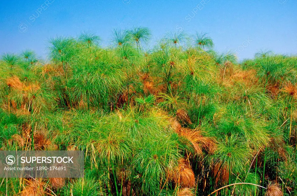 Papyrus growing in the Okavango Delta in Botswana, Africa