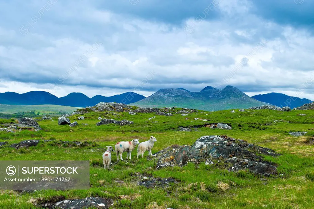 Mountain sheep on the Old Bog Road, near Roundstone, Connemara, County Galway