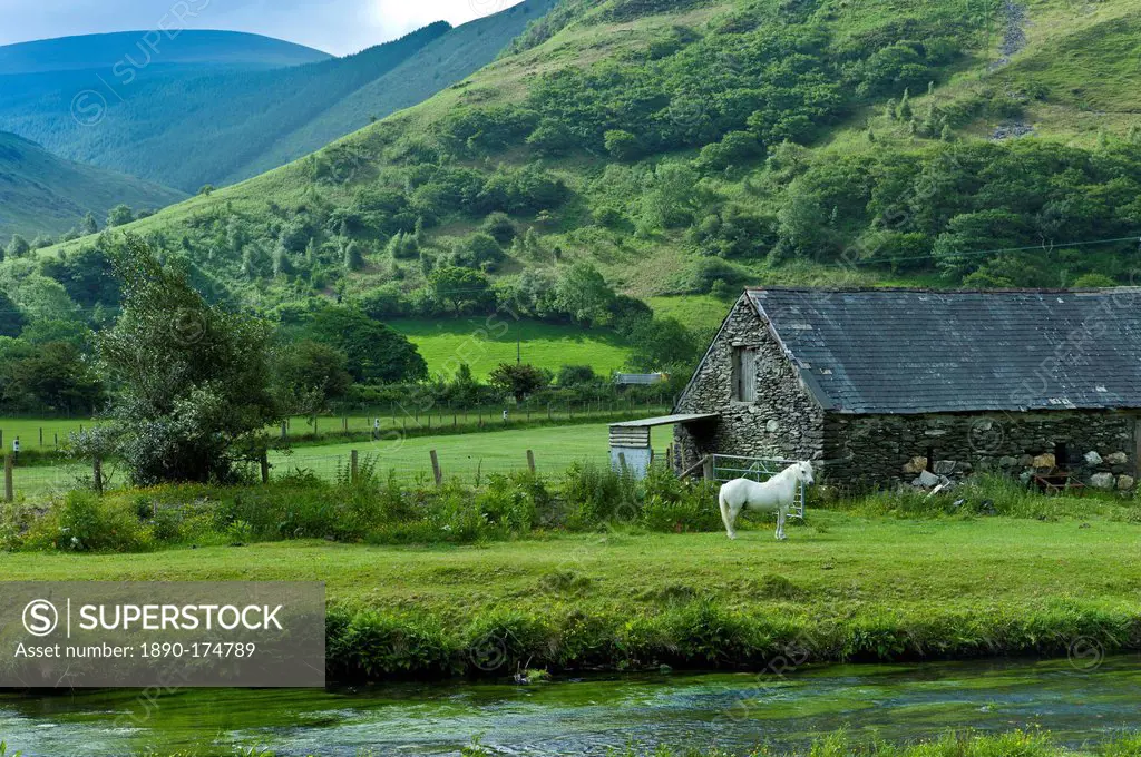 Welsh pony in typical Welsh mountain landscape at Abergynolwyn in Snowdonia, Gwynedd, Wales