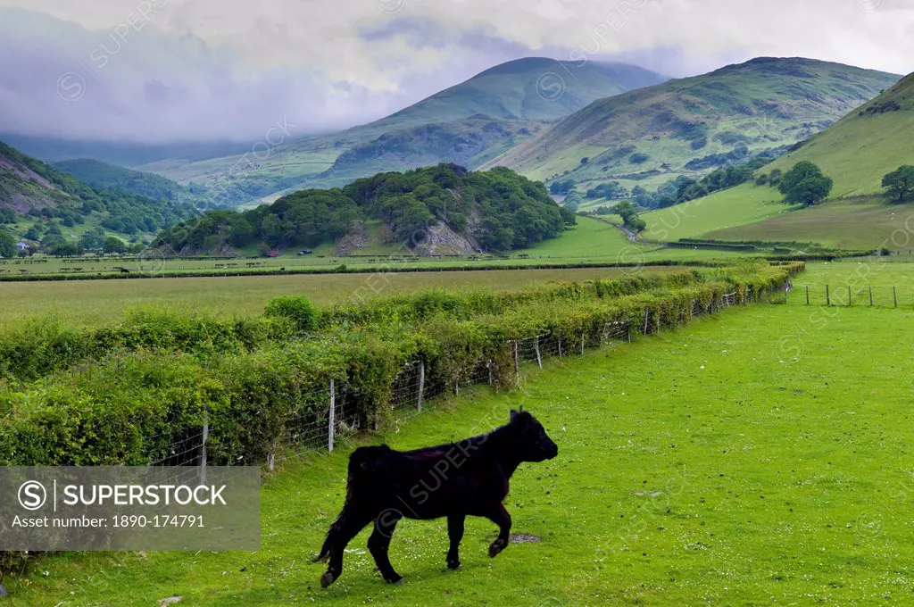Welsh black cow in valley meadow at Llanfihangel, Snowdonia, Gwynedd, Wales