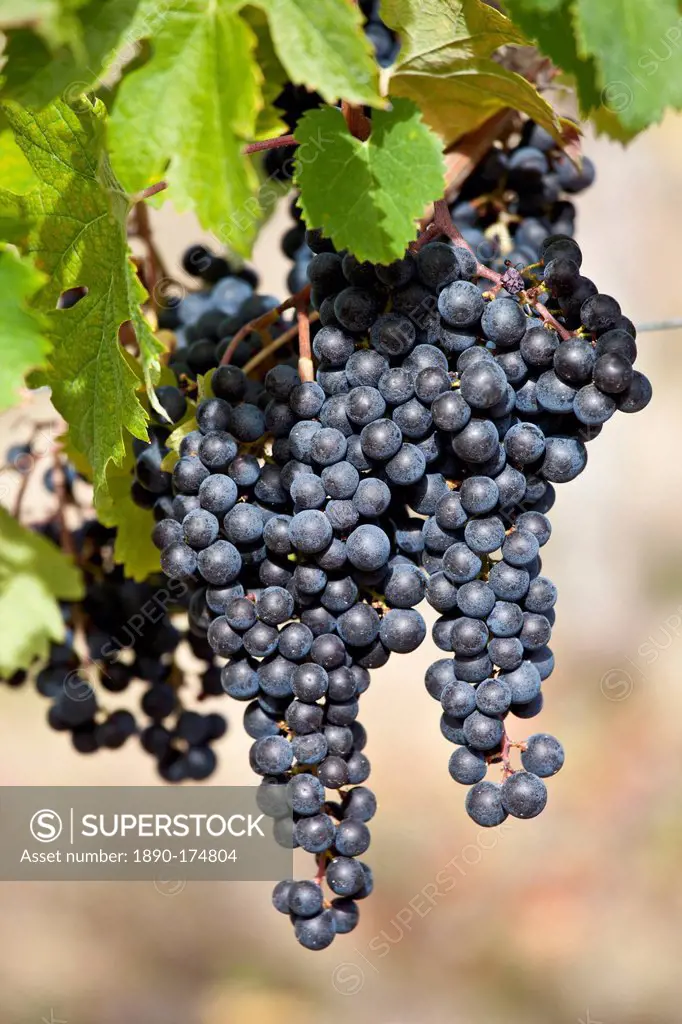 Ripe Merlot grapes on an ancient vine at Chateau Fontcaille Bellevue, in Bordeaux region of France