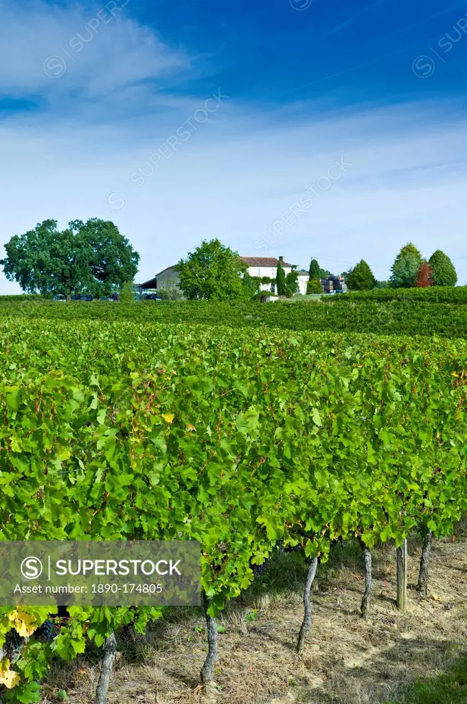 Merlot grapes ripe for harvest at Chateau Fontcaille Bellevue, in Bordeaux region of France