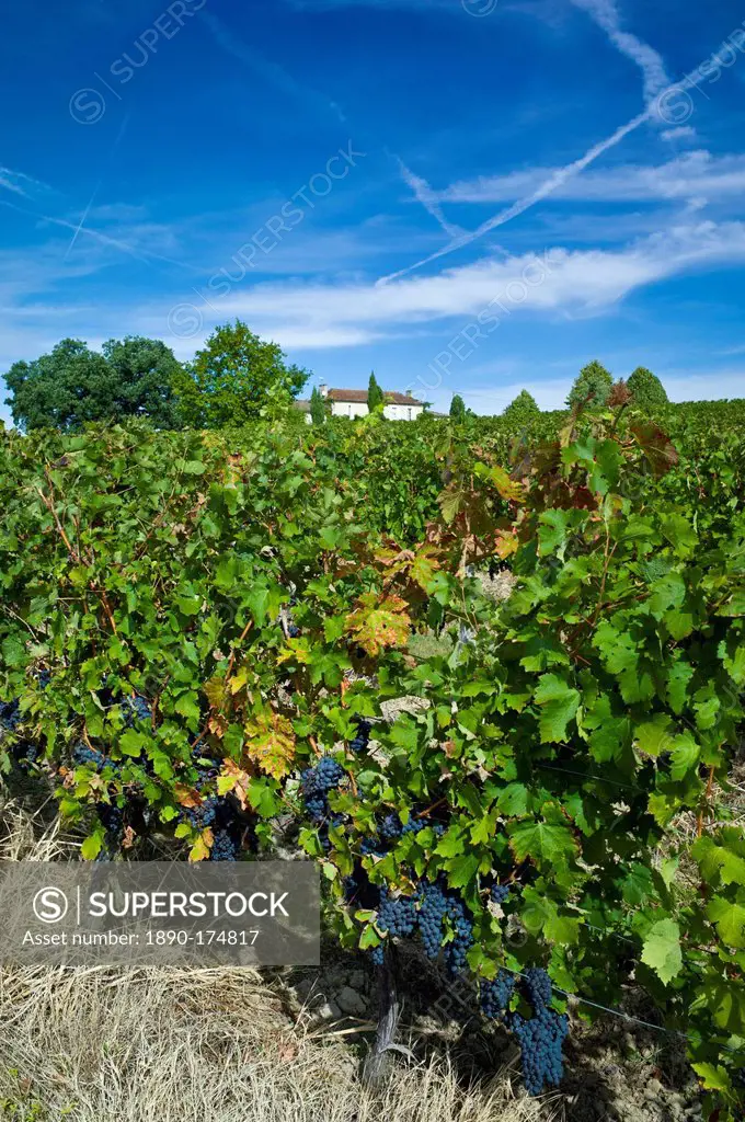Cabernet Sauvignon grapes ripe for harvesting at Chateau Fontcaille Bellevue in Bordeaux wine region of France