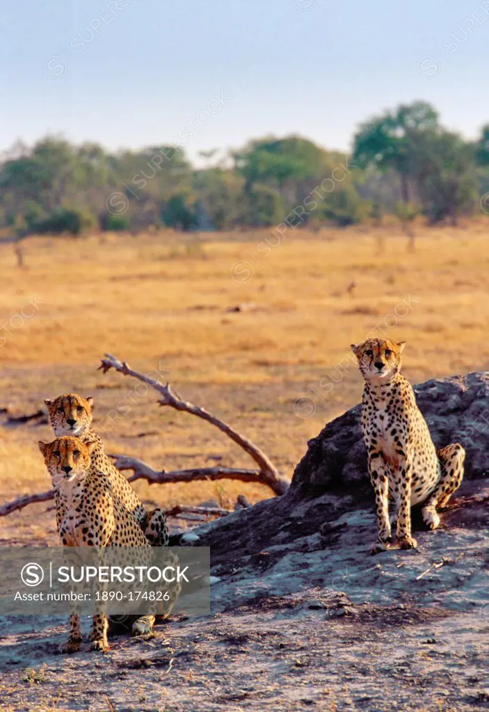 Cheetahs in Moremi National Park, Botswana