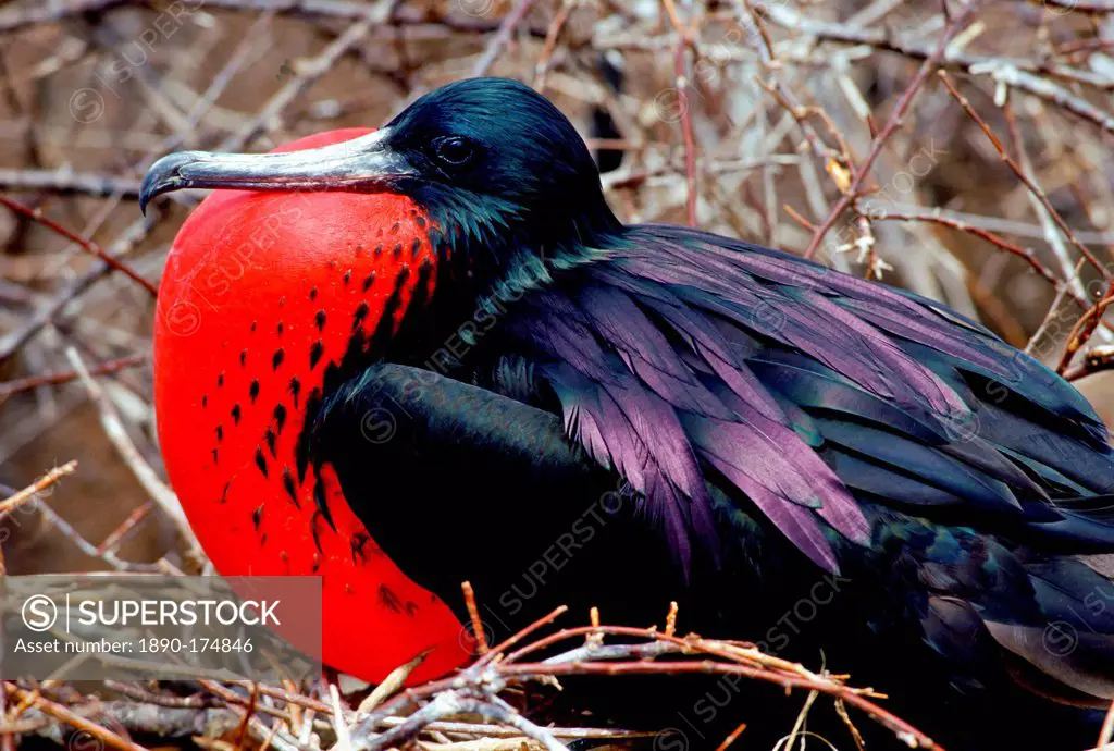 Male Frigatebird with fully inflated pouch, Galapagos Islands, Ecuador