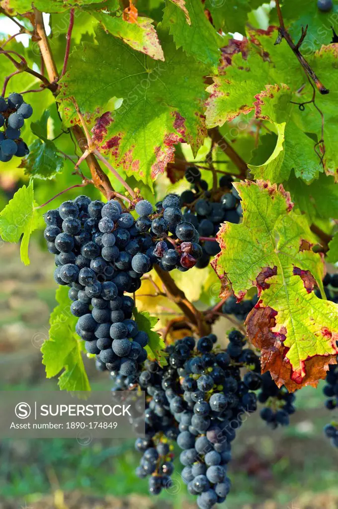 Ripe Merlot grapes on an ancient vine at Chateau Fontcaille Bellevue, in Bordeaux region of France
