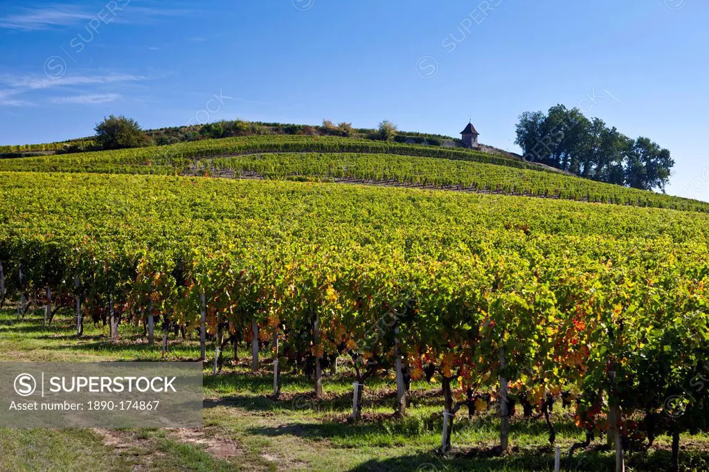 Vineyard on hill slopes at St Emilion in the Bordeaux wine region of France
