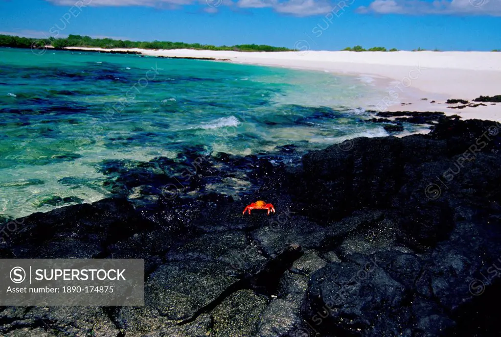 Sally Lightfoot crab on rocks, Galapagos Islands, Ecuador
