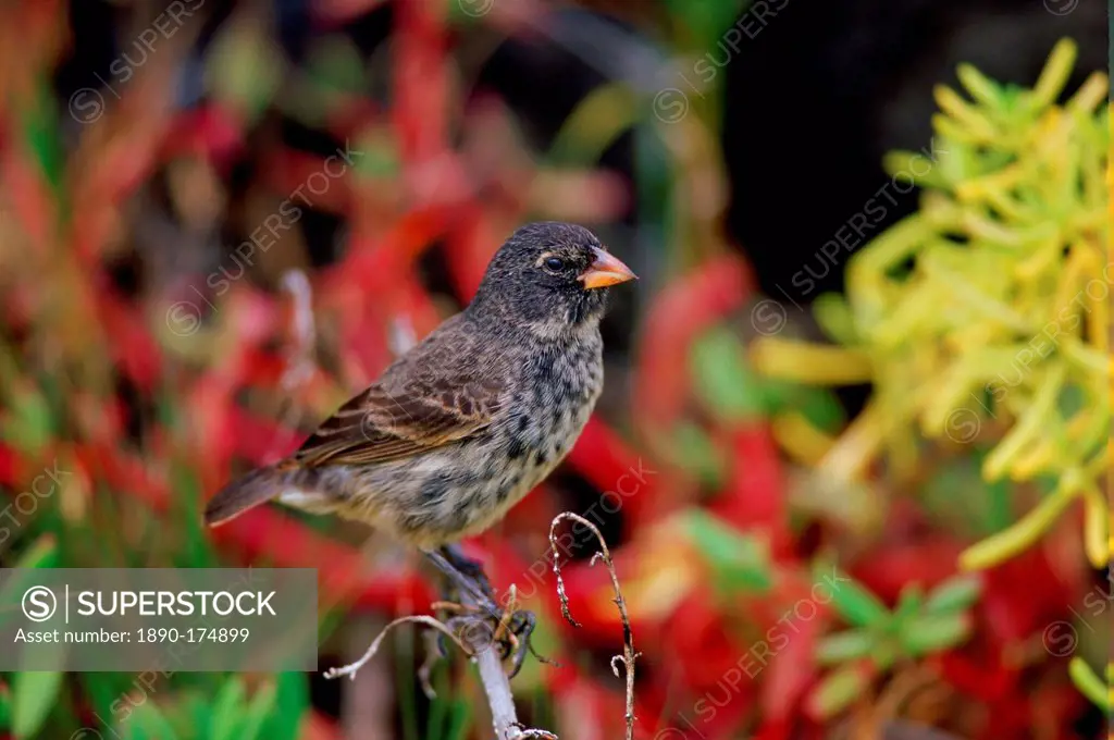 Darwin Finch bird perched on branch, Santa Cruz, the Galapagos Islands, Ecuador