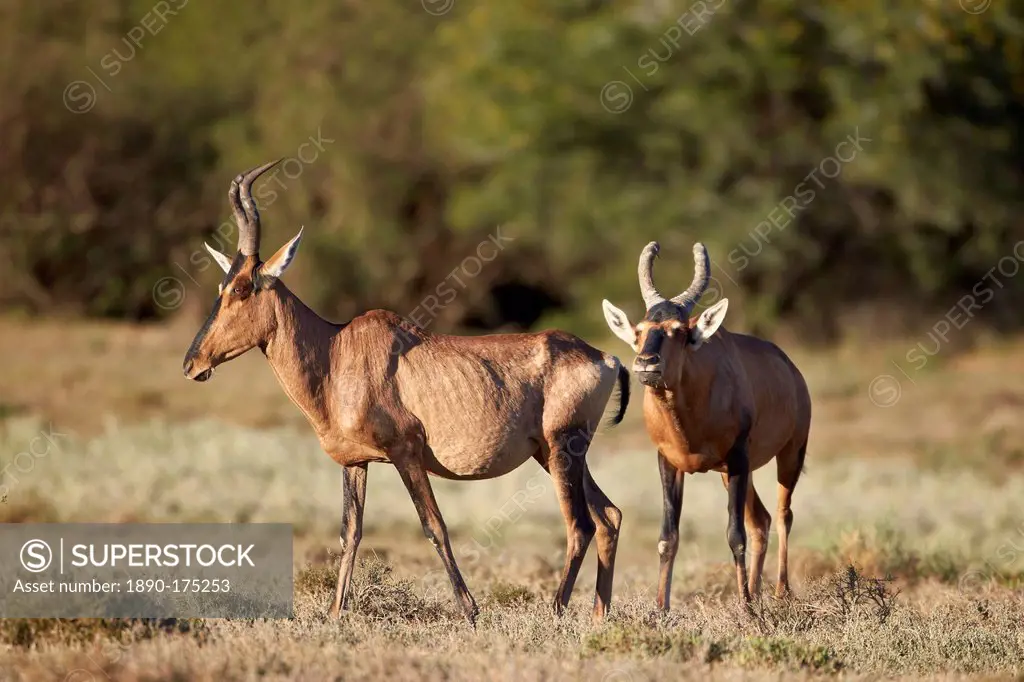 Red hartebeest (Alcelaphus buselaphus) male following a female, Mountain Zebra National Park, South Africa, Africa