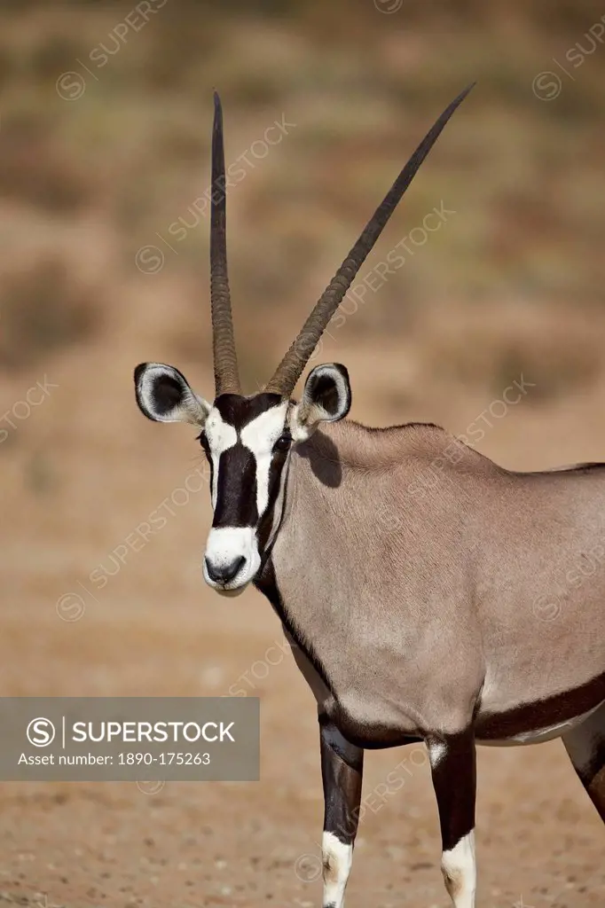 Gemsbok (South African oryx) (Oryx gazella), Kgalagadi Transfrontier Park, encompassing the former Kalahari Gemsbok National Park, South Africa, Afric...