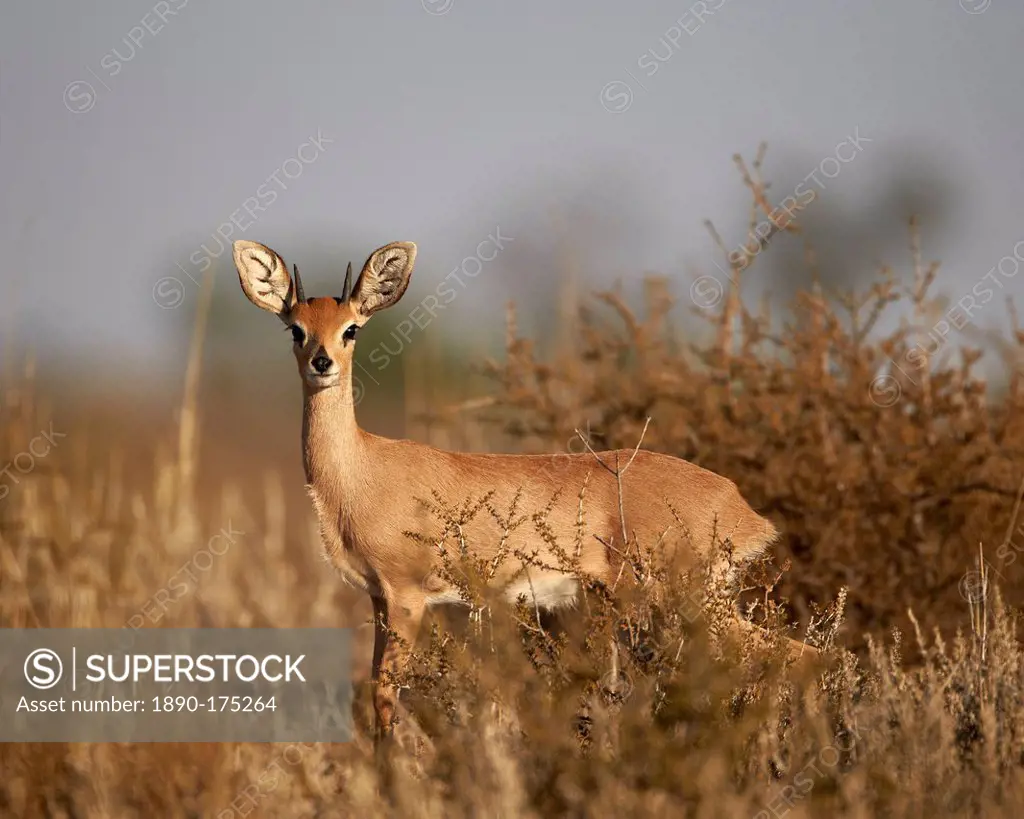 Steenbok (Raphicerus campestris) buck, Kgalagadi Transfrontier Park, encompassing the former Kalahari Gemsbok National Park, South Africa, Africa