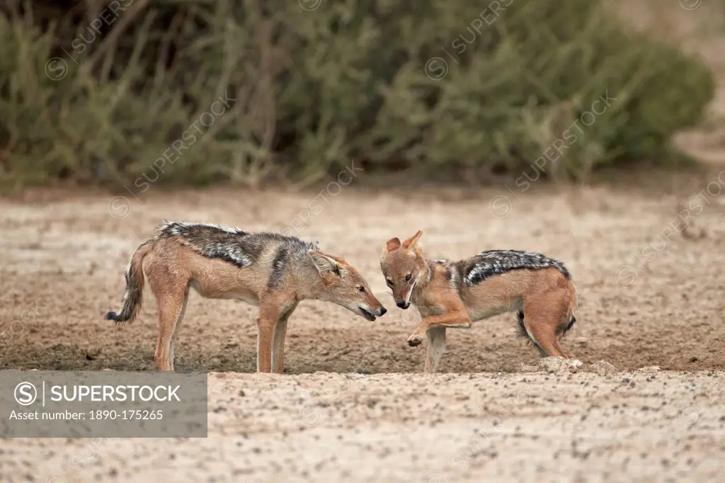 Two black-backed jackal (silver-backed jackal) (Canis mesomelas), Kgalagadi Transfrontier Park, encompassing the former Kalahari Gemsbok National Park...